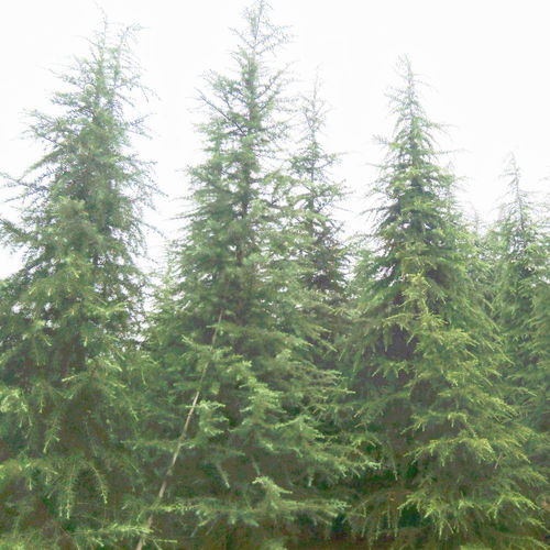 天昱生態(tài)苗木 江蘇精品雪松價格大全與圖片展示