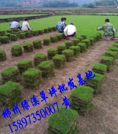 湖南馬尼拉草坪及22規(guī)格綠化草皮價格與苗木選購指南