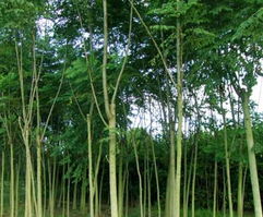 沭陽苗木產(chǎn)業(yè)新星 新河鎮(zhèn)飛翔苗木園藝場的綠色發(fā)展與經(jīng)營之道