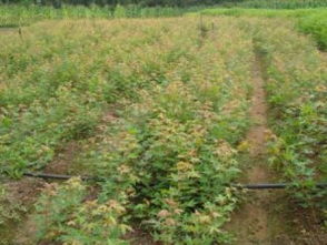 破局與新生 關鍵之年看黑松、油松、側柏的市場前景