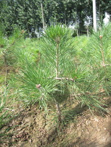 特價優質營養缽樟子松苗供應，隴縣鼎盛苗木為綠化工程提供堅實保障