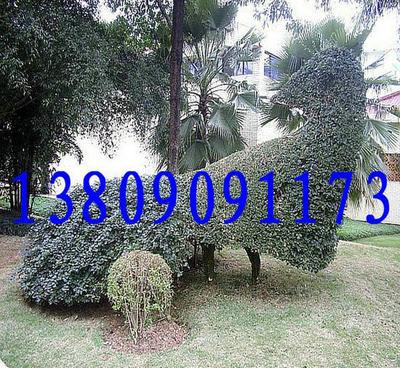 基地直銷優良品種香樟 品質、價格與選擇的全面指南