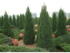 北京地區常見綠化喬灌木苗木供應信息指南