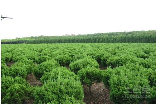 河北苗木基地精選推薦 一站式苗木采購指南