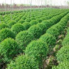 2019年綠化苗木市場行情與批發(fā)價格分析——基于第16頁園林網(wǎng)數(shù)據(jù)