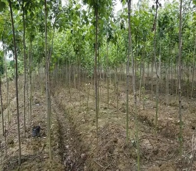 生態(tài)苗 苗木產(chǎn)業(yè)的新風(fēng)口與行動指南