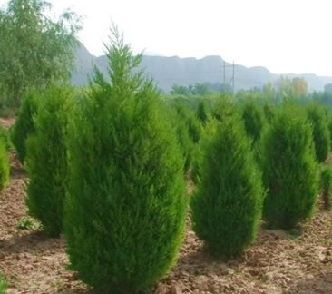 苗木防護 從選苗到養(yǎng)護的全方位管理指南