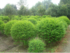 成都小葉女貞價格與批發(fā)市場全解析